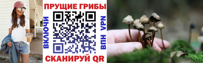 Галлюциногенные грибы Psilocybine cubensis Медвежьегорск
